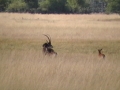 Sable antelope 2